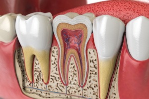 Cross-section of tooth in lower dental arch showing pulp and nerves