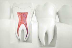 Cross section of tooth showing root canals and nerves